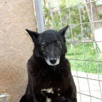 SMOALA, Hund, Mischlingshund in Rumänien - Bild 3