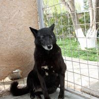 SMOALA, Hund, Mischlingshund in Rumänien - Bild 4