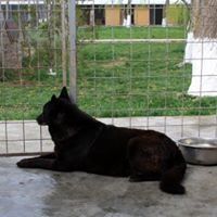 SMOALA, Hund, Mischlingshund in Rumänien - Bild 5