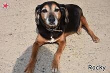 ROCKY, Hund, Mischlingshund in Donzdorf - Bild 2