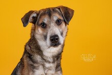 RUDI, Hund, Mischlingshund in Mengkofen - Bild 7