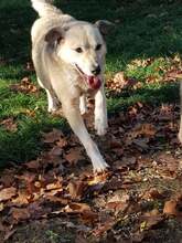 MICA, Hund, Mischlingshund in Rumänien - Bild 11