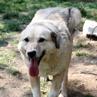 MICA, Hund, Mischlingshund in Rumänien - Bild 2