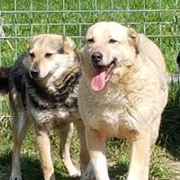 MICA, Hund, Mischlingshund in Rumänien - Bild 4