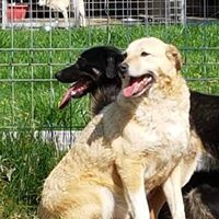 MICA, Hund, Mischlingshund in Rumänien - Bild 5
