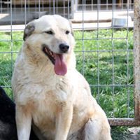 MICA, Hund, Mischlingshund in Rumänien - Bild 6