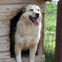 MICA, Hund, Mischlingshund in Rumänien - Bild 9