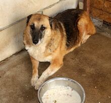 LUPINA, Hund, Mischlingshund in Rumänien - Bild 2