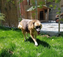 LUPINA, Hund, Mischlingshund in Rumänien - Bild 6