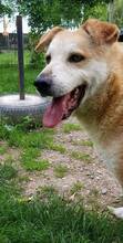 RON, Hund, Mischlingshund in Rumänien - Bild 11