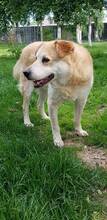RON, Hund, Mischlingshund in Rumänien - Bild 12