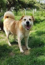 RON, Hund, Mischlingshund in Rumänien - Bild 2