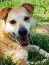 RON, Hund, Mischlingshund in Rumänien - Bild 3