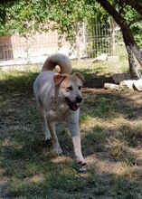 RON, Hund, Mischlingshund in Rumänien - Bild 4