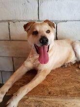 RON, Hund, Mischlingshund in Rumänien - Bild 7