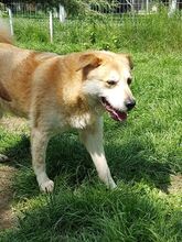RON, Hund, Mischlingshund in Rumänien - Bild 8