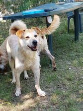 RON, Hund, Mischlingshund in Rumänien - Bild 9