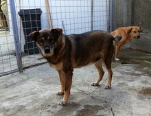 FOMICA, Hund, Mischlingshund in Rumänien - Bild 1