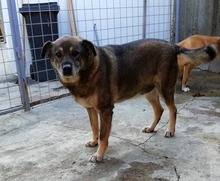 FOMICA, Hund, Mischlingshund in Rumänien - Bild 2