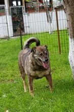 FOMICA, Hund, Mischlingshund in Rumänien - Bild 3