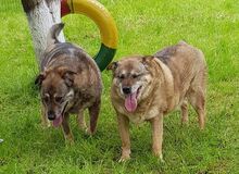 FOMICA, Hund, Mischlingshund in Rumänien - Bild 5