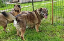 FOMICA, Hund, Mischlingshund in Rumänien - Bild 6