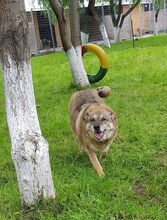GRIUTA, Hund, Mischlingshund in Rumänien - Bild 2