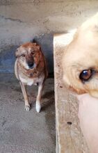 GRIUTA, Hund, Mischlingshund in Rumänien - Bild 3