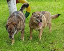 GRIUTA, Hund, Mischlingshund in Rumänien - Bild 5