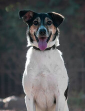 ELVIS, Hund, Terrier-Mix in Wolfsburg - Bild 1
