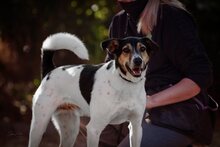 ELVIS, Hund, Terrier-Mix in Wolfsburg - Bild 10