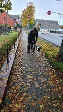 ELVIS, Hund, Terrier-Mix in Wolfsburg - Bild 15
