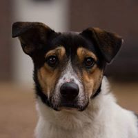 ELVIS, Hund, Terrier-Mix in Wolfsburg - Bild 2