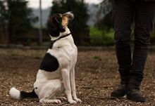 ELVIS, Hund, Terrier-Mix in Wolfsburg - Bild 5