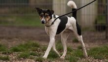 ELVIS, Hund, Terrier-Mix in Wolfsburg - Bild 8