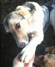 FRIDOLIN, Hund, Mischlingshund in Bulgarien - Bild 2