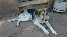 FRIDOLIN, Hund, Mischlingshund in Bulgarien - Bild 3