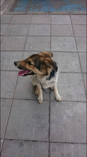FRIDOLIN, Hund, Mischlingshund in Bulgarien - Bild 6