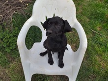 AKI, Hund, Labrador-Mix in Italien - Bild 3