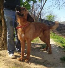ALVIN, Hund, Mischlingshund in Slowakische Republik - Bild 2