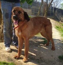 ALVIN, Hund, Mischlingshund in Slowakische Republik - Bild 3