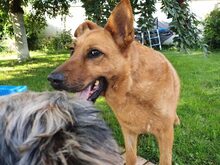 PICI, Hund, Malinois-Deutscher Schäferhund-Mix in Oberhausen-Rheinhausen - Bild 11