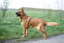 PICI, Hund, Malinois-Deutscher Schäferhund-Mix in Oberhausen-Rheinhausen - Bild 22