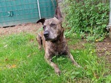 LUCKY, Hund, Mischlingshund in Hamburg - Bild 2