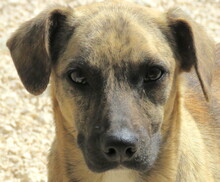 JERSEY2, Hund, Mischlingshund in Zypern - Bild 1