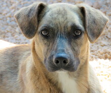 JERSEY2, Hund, Mischlingshund in Zypern - Bild 11
