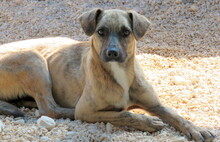 JERSEY2, Hund, Mischlingshund in Zypern - Bild 12