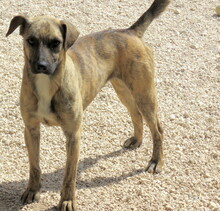 JERSEY2, Hund, Mischlingshund in Zypern - Bild 13