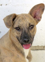 JERSEY2, Hund, Mischlingshund in Zypern - Bild 4