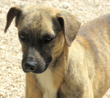 JERSEY2, Hund, Mischlingshund in Zypern - Bild 5
